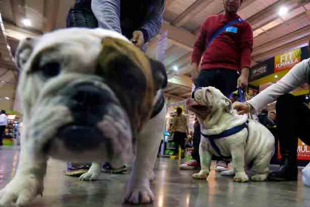 Se promulgó Ley Cholito: Revisa las claves para el cuidado de tu mascota