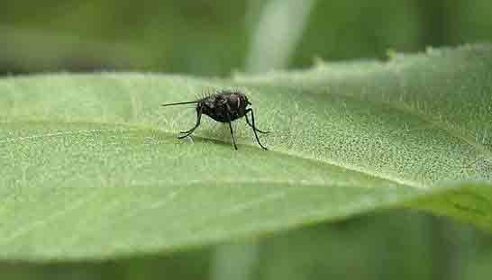 mosca
